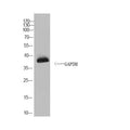 Anti-GAPDH-Caenorhabditis elegans antibody (Full Length) (STJA0006708) – Figure 1 of 1