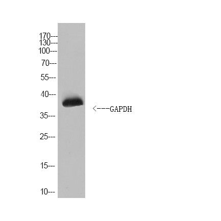 Anti-GAPDH-Caenorhabditis elegans antibody (Full Length) (STJA0006708) – Figure 1 of 1