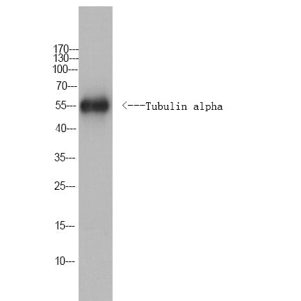 Anti-Tubulin alpha-Caenorhabditis elegans antibody (Full Length) (STJA0006709) – Figure 1 of 1