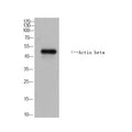 Anti-Actin beta-Drosophilidae antibody (Full Length) (STJA0006711) – Figure 1 of 1