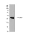 Anti-GAPDH-Drosophilidae antibody (Full Length) (STJA0006712) – Figure 1 of 1