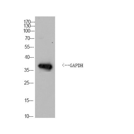 Anti-GAPDH-Drosophilidae antibody (Full Length) (STJA0006712) – Figure 1 of 1