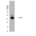 Anti-GAPDH-Yeast antibody (Full Length) (STJA0006713) – Figure 1 of 1