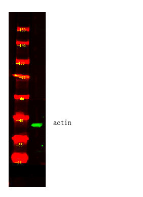 Anti-Actin beta-Yeast antibody (Full Length) (STJA0006715) – Figure 1 of 1
