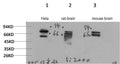 Anti-ATG13 antibody (182-232) (STJA0006722) – Figure 1 of 1