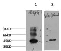 Anti-AURKA antibody (65-115) (STJA0006723) – Figure 1 of 1