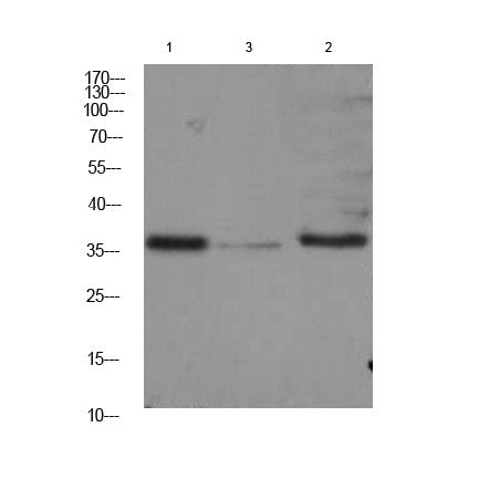 Anti-MLST8 antibody (44-94) (STJA0006727) – Figure 1 of 1