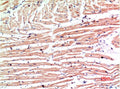 Anti-MLST8 antibody (89-139) (STJA0006728) – Figure 1 of 1