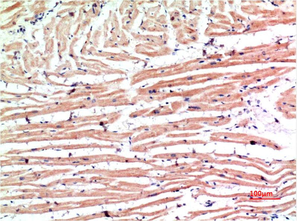 Anti-MLST8 antibody (89-139) (STJA0006728) – Figure 1 of 1