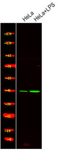 Anti-Phospho-JUN-Ser249 antibody (STJA0009827) – Figure 1 of 1