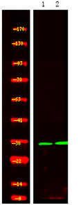 Anti-Phospho-SFN-Ser186 antibody (STJA0009865) – Figure 1 of 1