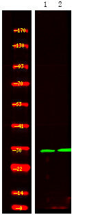 Anti-Phospho-SFN-Ser186 antibody (STJA0009865) – Figure 1 of 1
