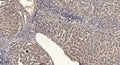 Anti-Phospho-SIRT1-Ser549 antibody (STJA0009874) – Figure 1 of 1