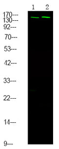 Anti-Phospho-NCOA3-Ser857 antibody (STJA0009907) – Figure 1 of 1