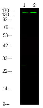Anti-Phospho-NCOA3-Ser857 antibody (STJA0009907) – Figure 1 of 1