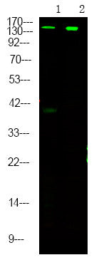 Anti-Phospho-RPTOR-Ser863 antibody (STJA0009908) – Figure 1 of 1