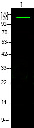 Anti-Phospho-NOS3-Ser633 antibody (STJA0009921) – Figure 1 of 1
