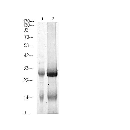Anti-Phospho-LAT2-Tyr136 antibody (STJA0009933) – Figure 1 of 1