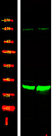 Anti-Phospho-XRCC4-Ser260 antibody (STJA0009938) – Figure 1 of 1