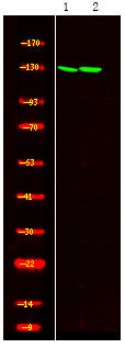 Anti-Phospho-SREBF2-Ser455 antibody (STJA0009941) – Figure 1 of 1