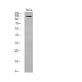 Anti-Phospho-PDE3A-Ser312 antibody (STJA0009951) – Figure 1 of 1