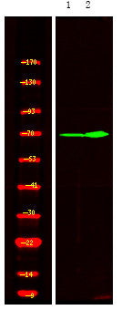 Anti-Phospho-XRCC1-Thr284 antibody (STJA0009958) – Figure 1 of 1