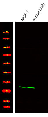 Anti-Phospho-TPPP-Ser18 antibody (STJA0009966) – Figure 1 of 1