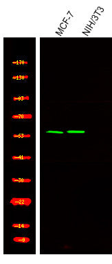 Anti-Phospho-TERF2-Ser365 antibody (STJA0009967) – Figure 1 of 1