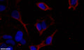 Anti-Phospho-USP28-Ser67 antibody (STJA0009968) – Figure 1 of 1