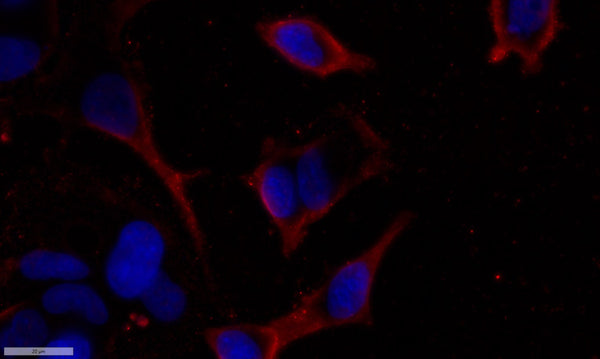 Anti-Phospho-USP28-Ser67 antibody (STJA0009968) – Figure 1 of 1