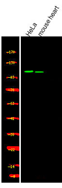 Anti-Phospho-USP28-Ser714 antibody (STJA0009969) – Figure 1 of 1