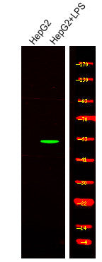 Anti-Phospho-SMAD1-Ser463+Ser465 antibody (STJA0009975) – Figure 1 of 1