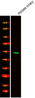 Anti-Phospho-NR5A1-Ser203 antibody (STJA0009976) – Figure 1 of 1
