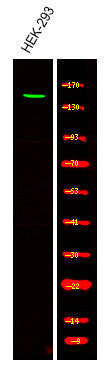 Anti-Phospho-CLSPN-Ser30 antibody (STJA0009982) – Figure 1 of 1