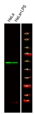 Anti-Phospho-STK24-Thr18 antibody (STJA0009990) – Figure 1 of 1