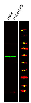 Anti-Phospho-STK24-Thr18 antibody (STJA0009990) – Figure 1 of 1