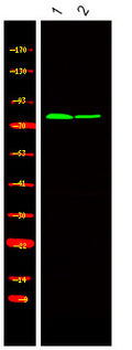 Anti-Phospho-KIZ-Thr379 antibody (STJA0009998) – Figure 1 of 1