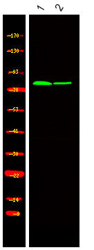Anti-Phospho-KIZ-Thr379 antibody (STJA0009998) – Figure 1 of 1