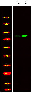 Anti-Phospho-GRK2-Tyr13 antibody (STJA0010003) – Figure 1 of 1