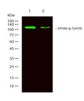 Anti-Phospho-EPHA6-Tyr978 antibody (STJA0010004) – Figure 1 of 1