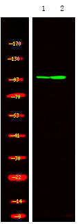 Anti-Phospho-HSPH1-Ser809 antibody (STJA0010005) – Figure 1 of 1