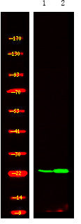 Anti-Phospho-RRAS-Tyr66 antibody (STJA0010007) – Figure 1 of 1