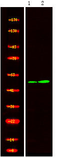 Anti-Phospho-STYK1-Tyr327 antibody (STJA0010008) – Figure 1 of 1
