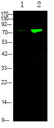 Anti-Phospho-FOXO3-Ser644 antibody (STJA0010017) – Figure 1 of 1