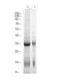 Anti-Phospho-NPM1-Ser70 antibody (STJA0010019) – Figure 1 of 1