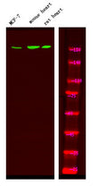Anti-Phospho-ERBB4-Tyr1242 antibody (STJA0010023) – Figure 1 of 1