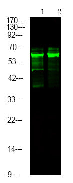 Anti-Phospho-CASP8-Tyr448 antibody (STJA0010036) – Figure 1 of 1