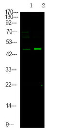 Anti-Phospho-MAPT-Ser717/400 antibody (STJA0010037) – Figure 1 of 1