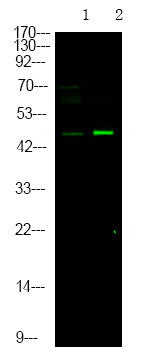 Anti-Phospho-MAPT-Ser717/400 antibody (STJA0010037) – Figure 1 of 1
