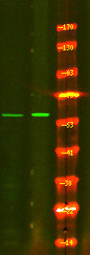 Anti-Phospho-CD19-Tyr500 antibody (STJA0010048) – Figure 1 of 1
